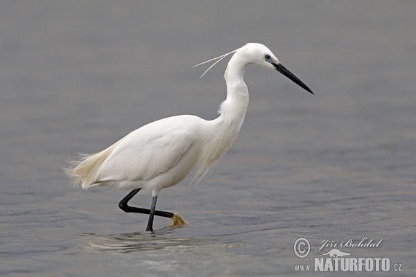 Ardea garzetta