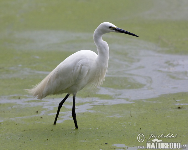 Ardea garzetta