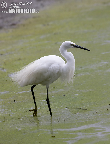 Ardea garzetta