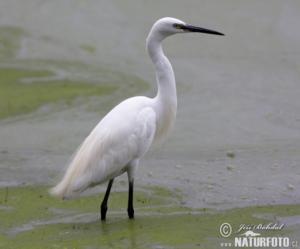 Ardea garzetta