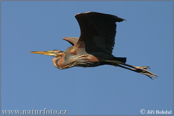 Ardea purpurea