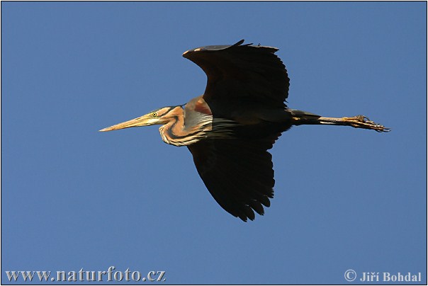 Ardea purpurea