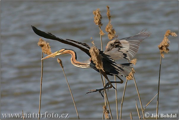 Ardea purpurea