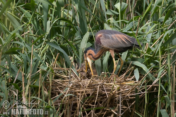 Ardea purpurea