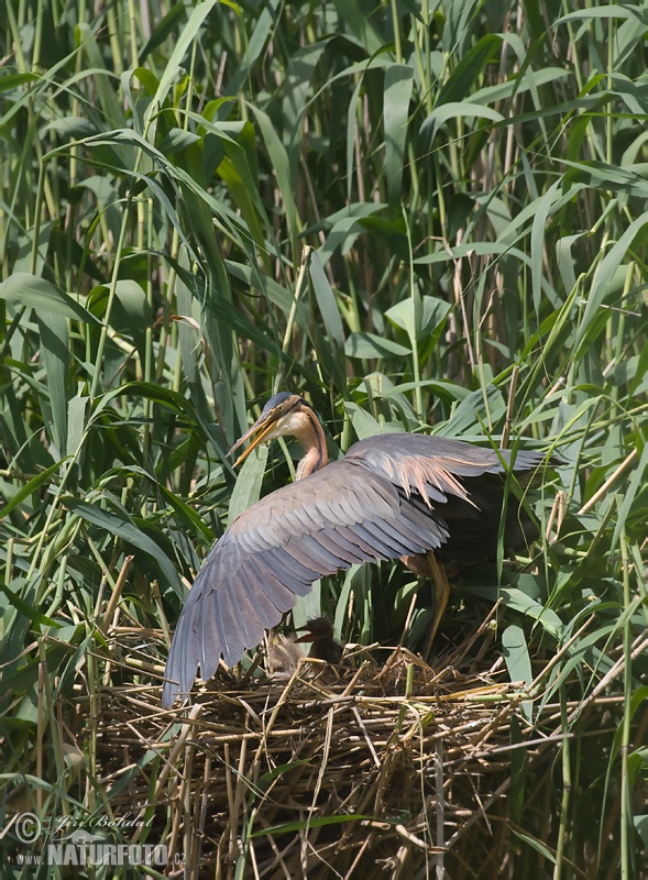 Ardea purpurea