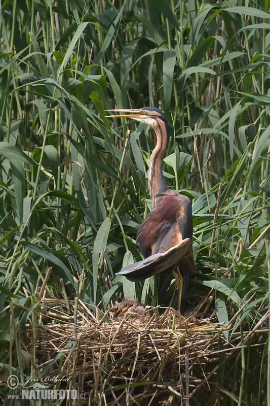 Ardea purpurea