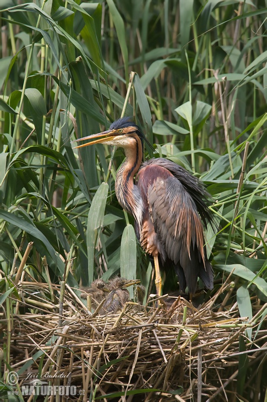 Ardea purpurea