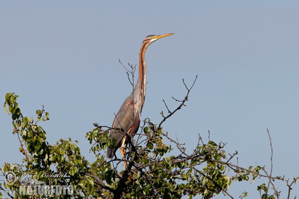 Ardea purpurea