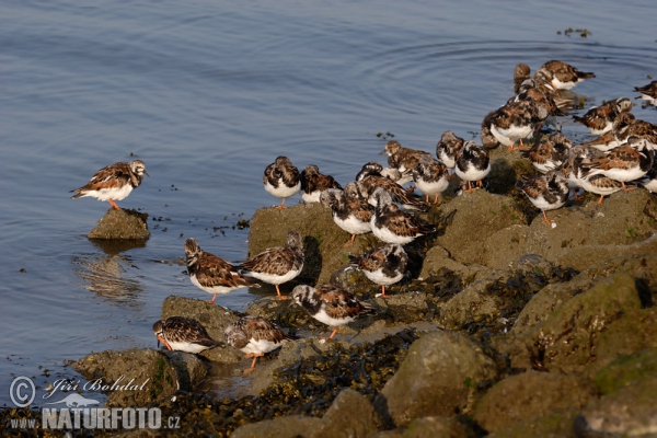 Arenaria interpres