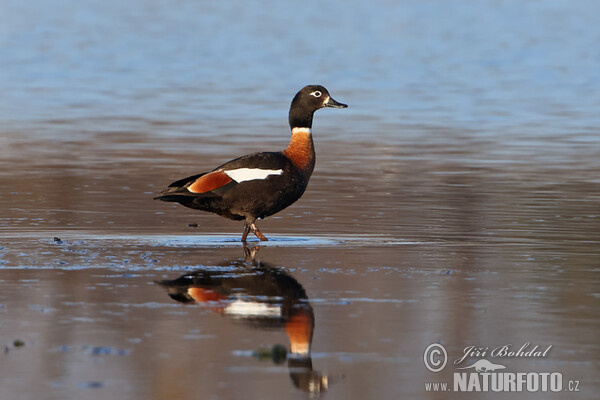 Australian Shelduck (Tadorna tadornoides)