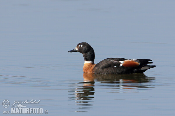 Australian Shelduck (Tadorna tadornoides)