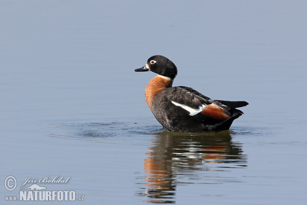 Australian Shelduck (Tadorna tadornoides)