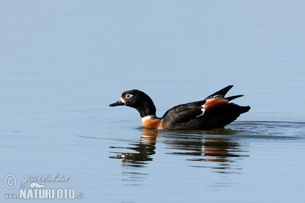 Australian Shelduck (Tadorna tadornoides)