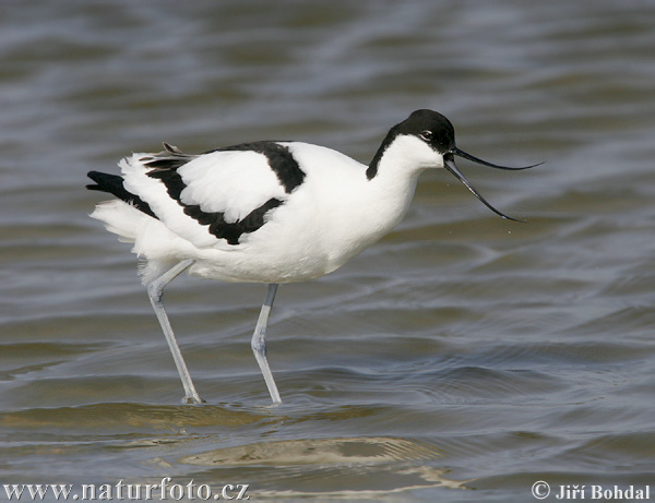 Avocetė