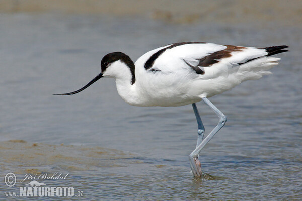 Avoceta común