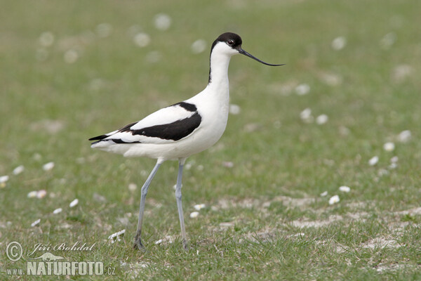 Avoceta común