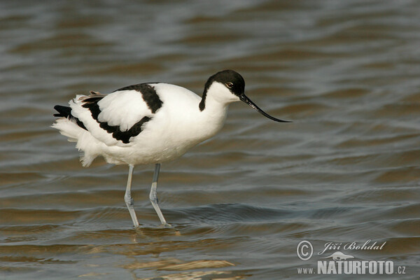 Avoceta común