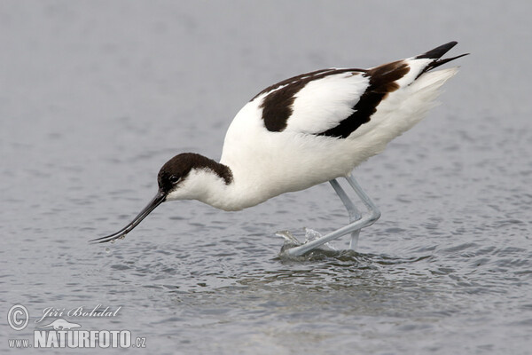 Avoceta común