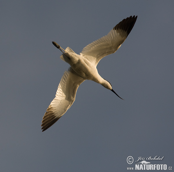 Avocetta