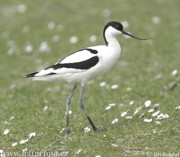 Avocette élégante