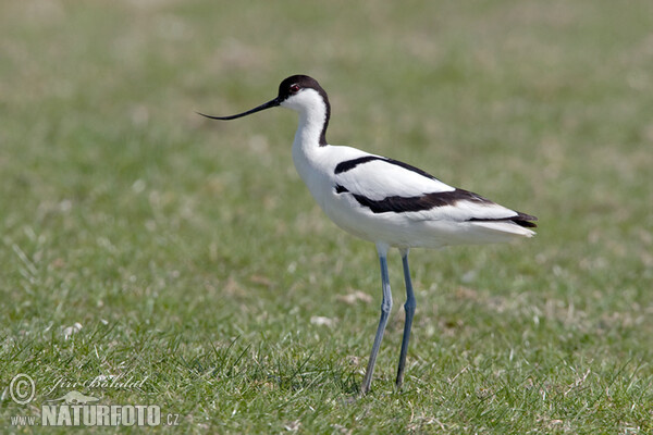 Avocette élégante