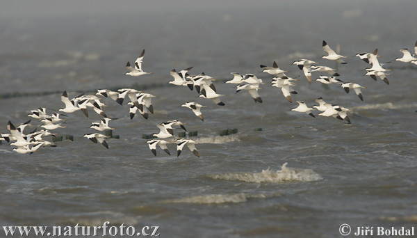 Avocette élégante