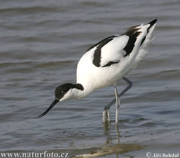 Avocette élégante