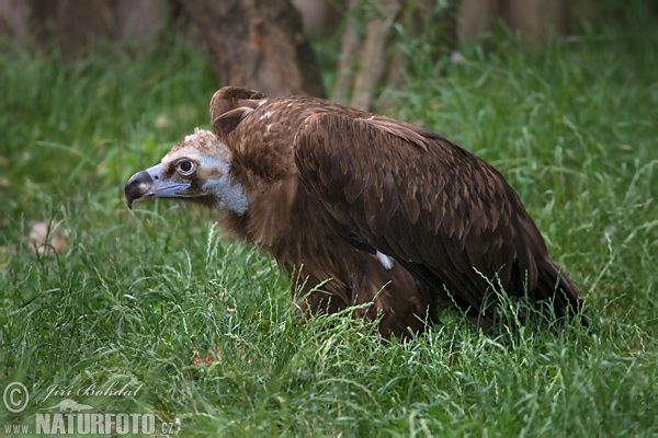 Avvoltoio monaco