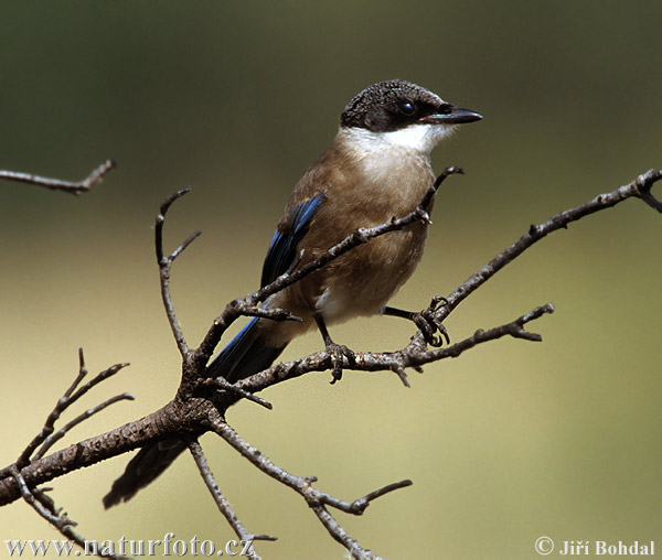 Aziatische blauwe ekster