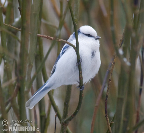 Azure Tit (Parus cyanus)