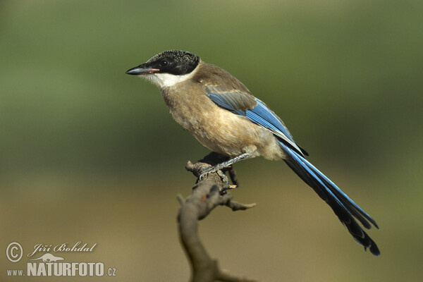 Azure-winged Magpie (Cyanopica cyanus)