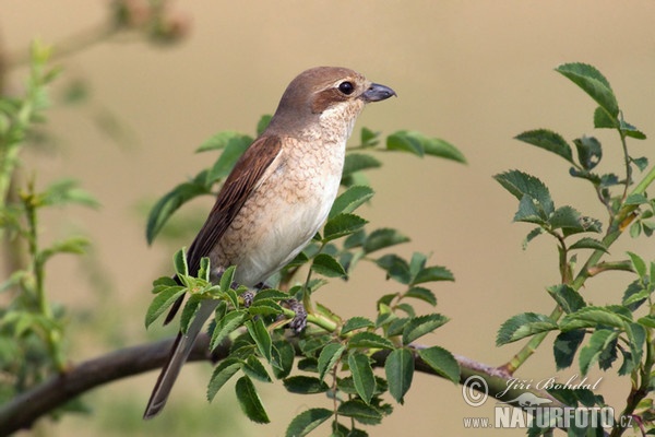 Bách thanh lưng đỏ