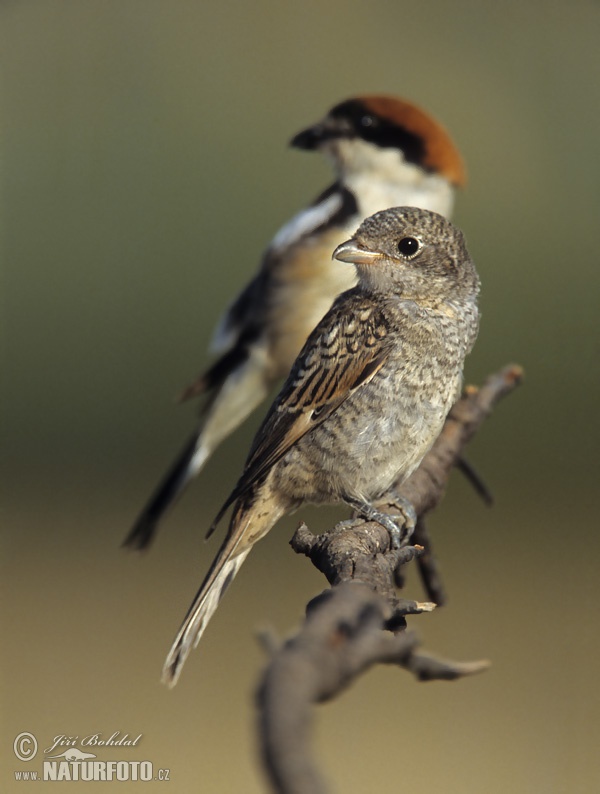 Bách thanh Woodchat