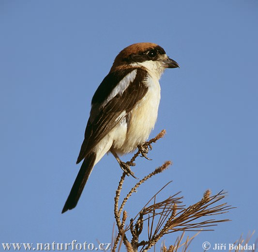 Bách thanh Woodchat