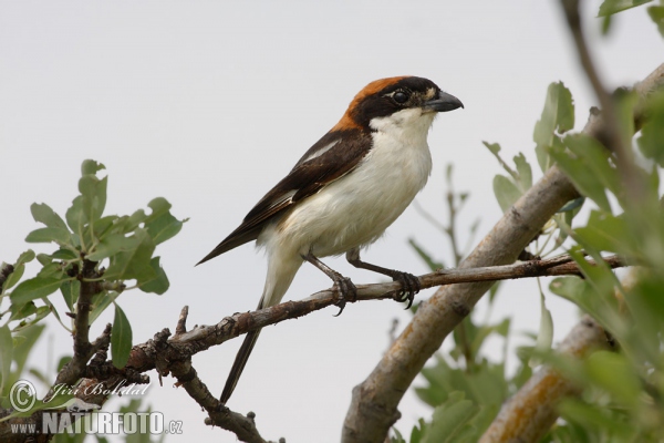 Bách thanh Woodchat