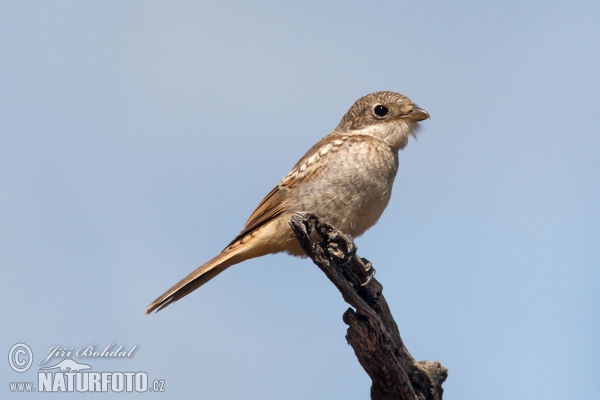 Bách thanh Woodchat