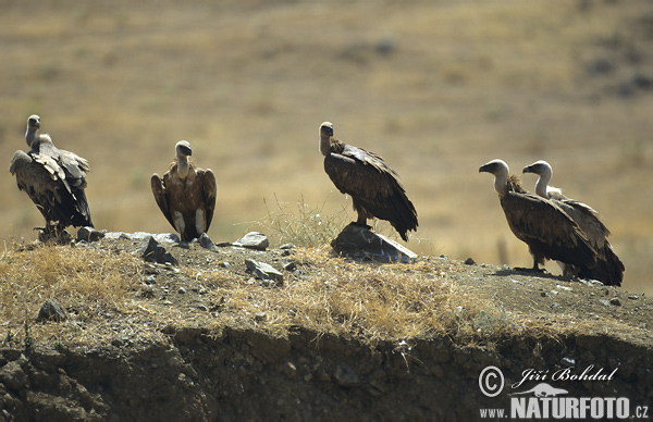 Baltgalvas grifs