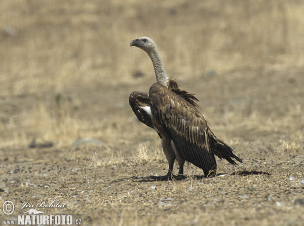 Baltgalvas grifs