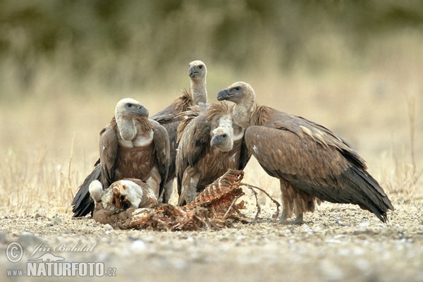 Baltgalvas grifs