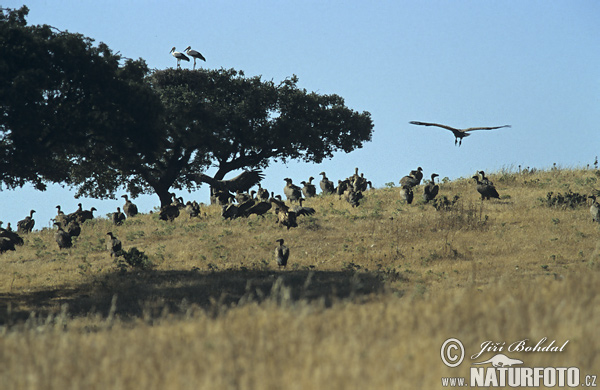 Baltgalvas grifs