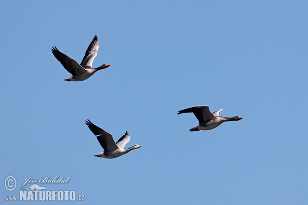 Bar-headed Goose (Anser indicus)