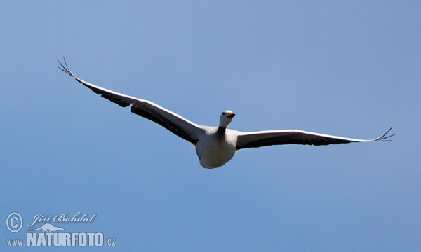 Bar-headed Goose (Anser indicus)