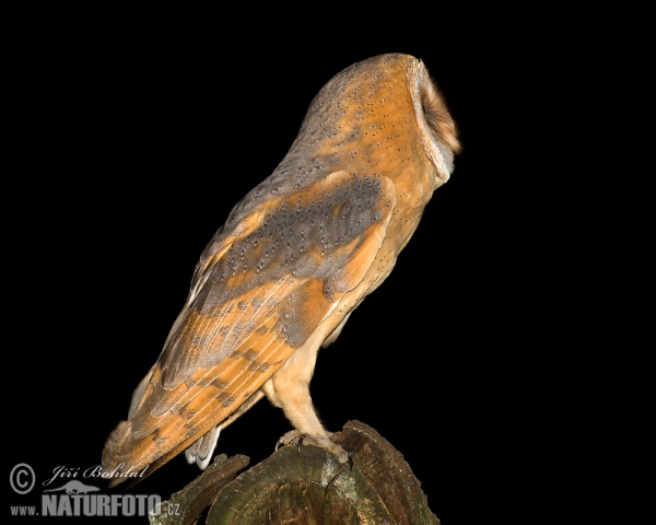 Barn Owl (Tyto alba)