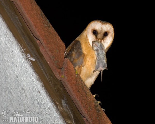 Barn Owl (Tyto alba)