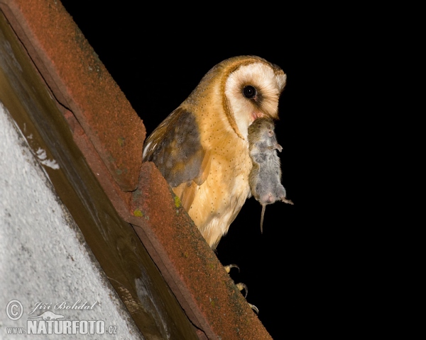 Barn Owl (Tyto alba)