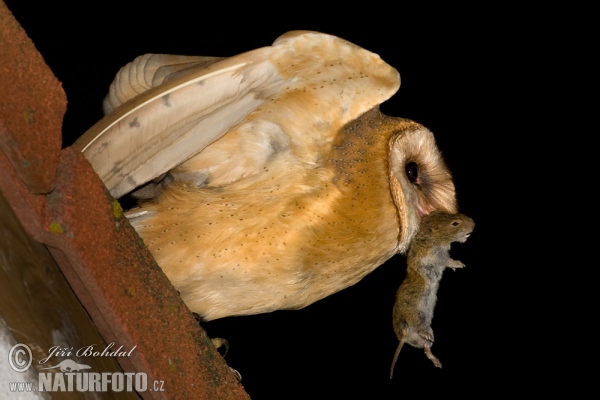 Barn Owl (Tyto alba)