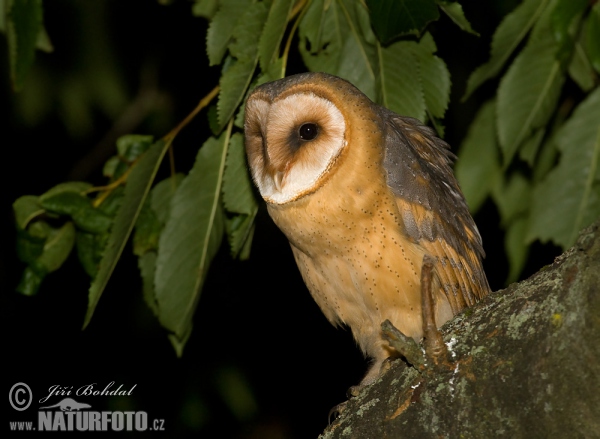 Barn Owl (Tyto alba)