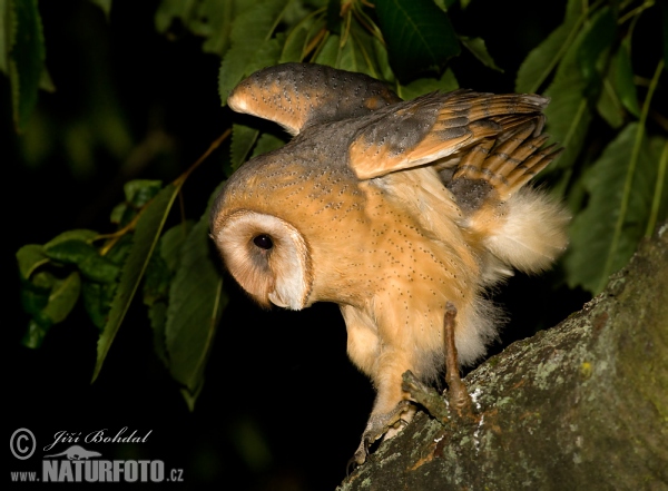 Barn Owl (Tyto alba)