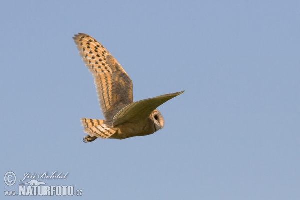 Barn Owl (Tyto alba)