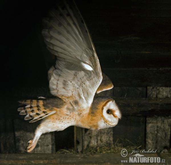 Barn Owl (Tyto alba)